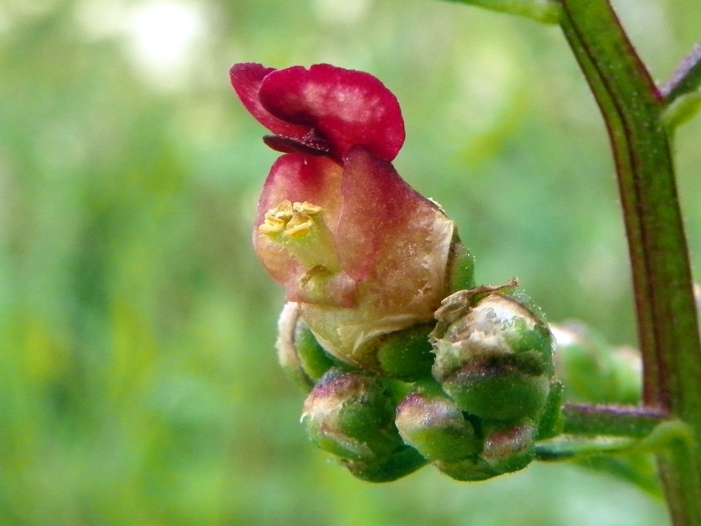 Comprehensive Guide to the Benefits of Chinese Figwort Supplements