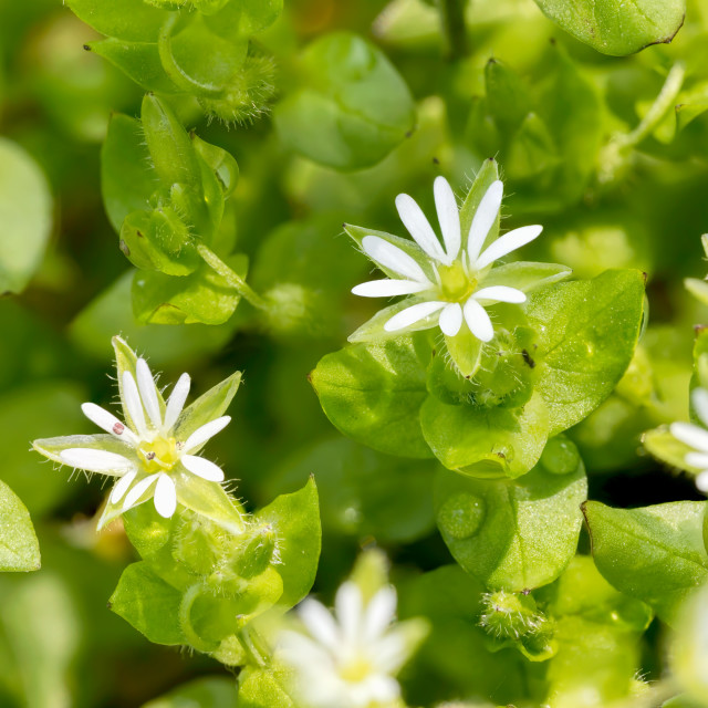 Exploring the Benefits of Chickweed Supplement